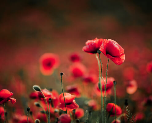 Newsletter: Remembrance Sunday 2025