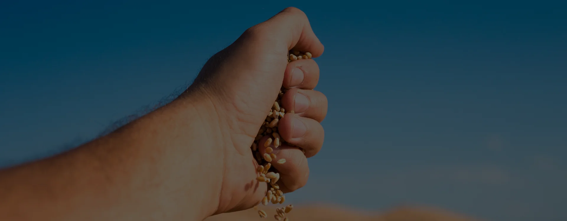 Homily: Fifteenth Sunday of Year A